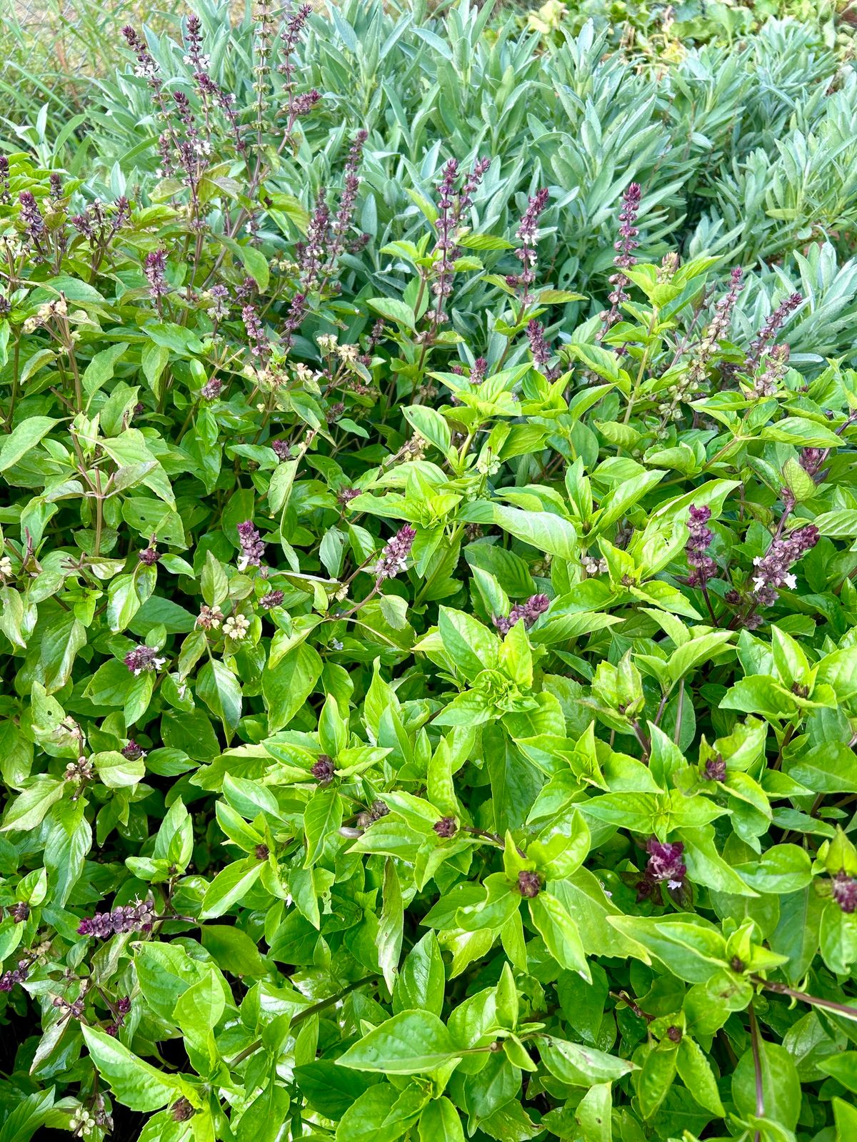 Herb Drying and Storing Demonstration