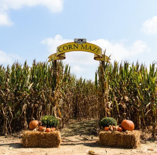 Hay Ride to Corn Maze and Pumpkin Patch 