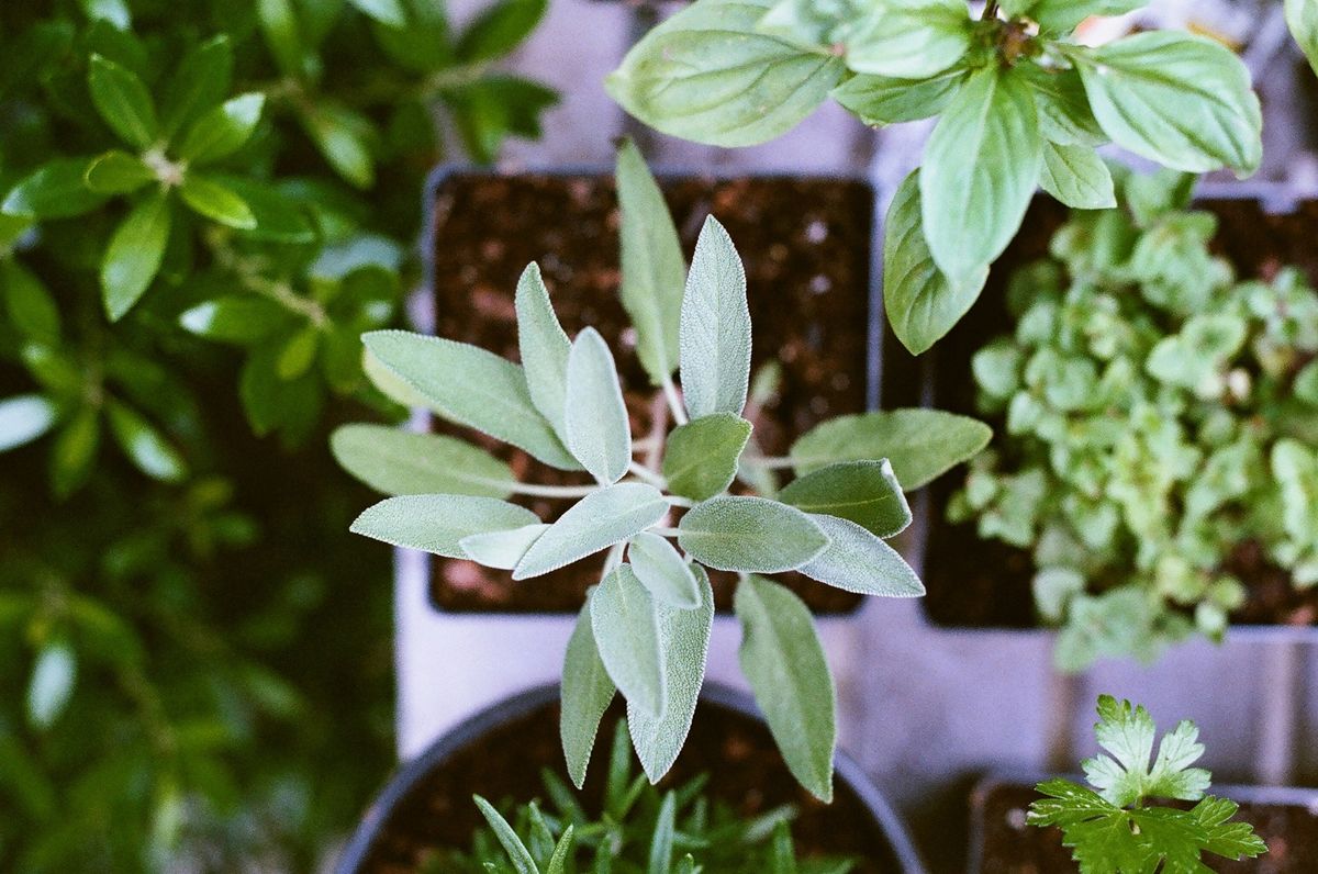 Herb Garden Planting Party