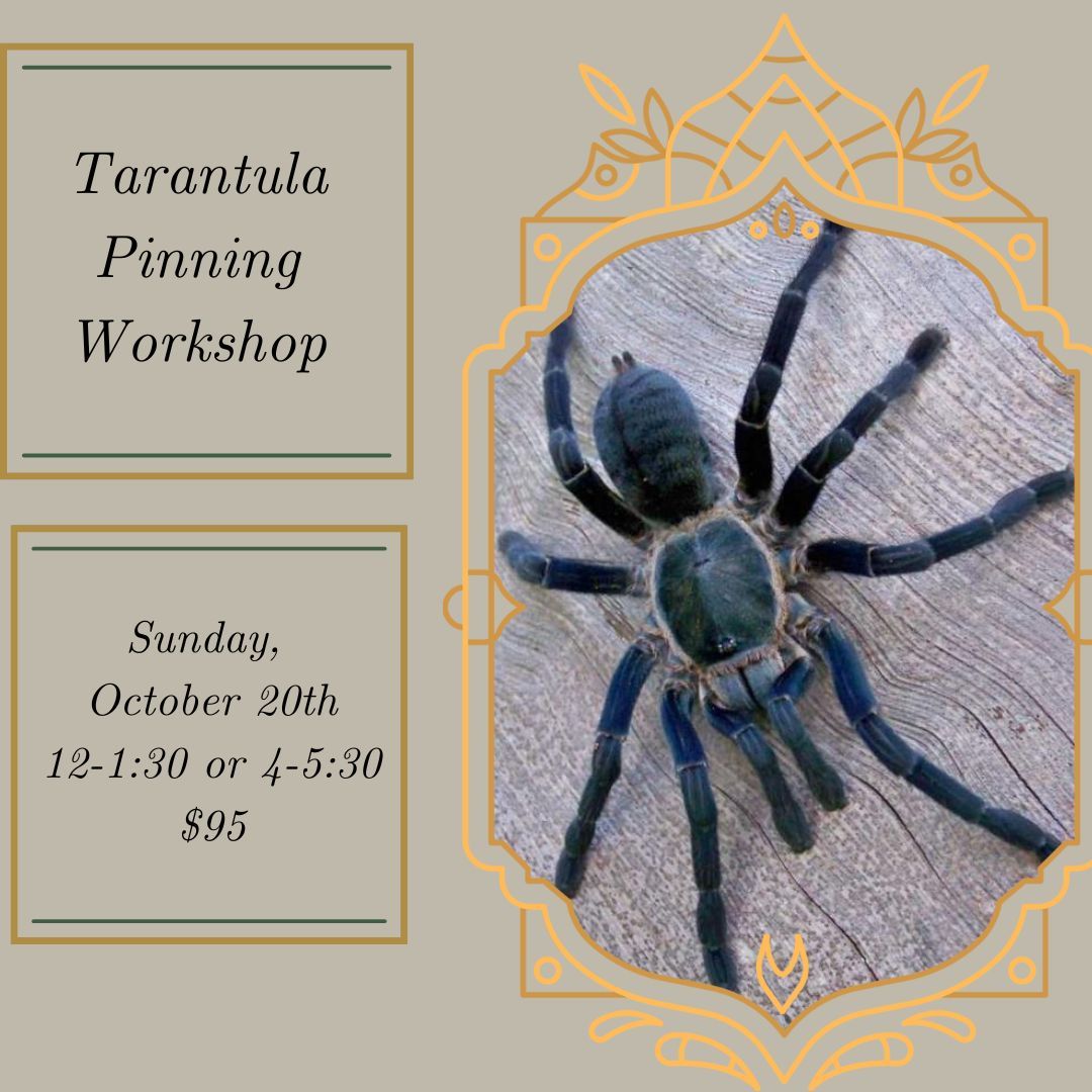 Tarantula Pinning Workshop