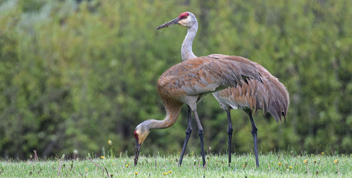 Sandhill Crane Presentation