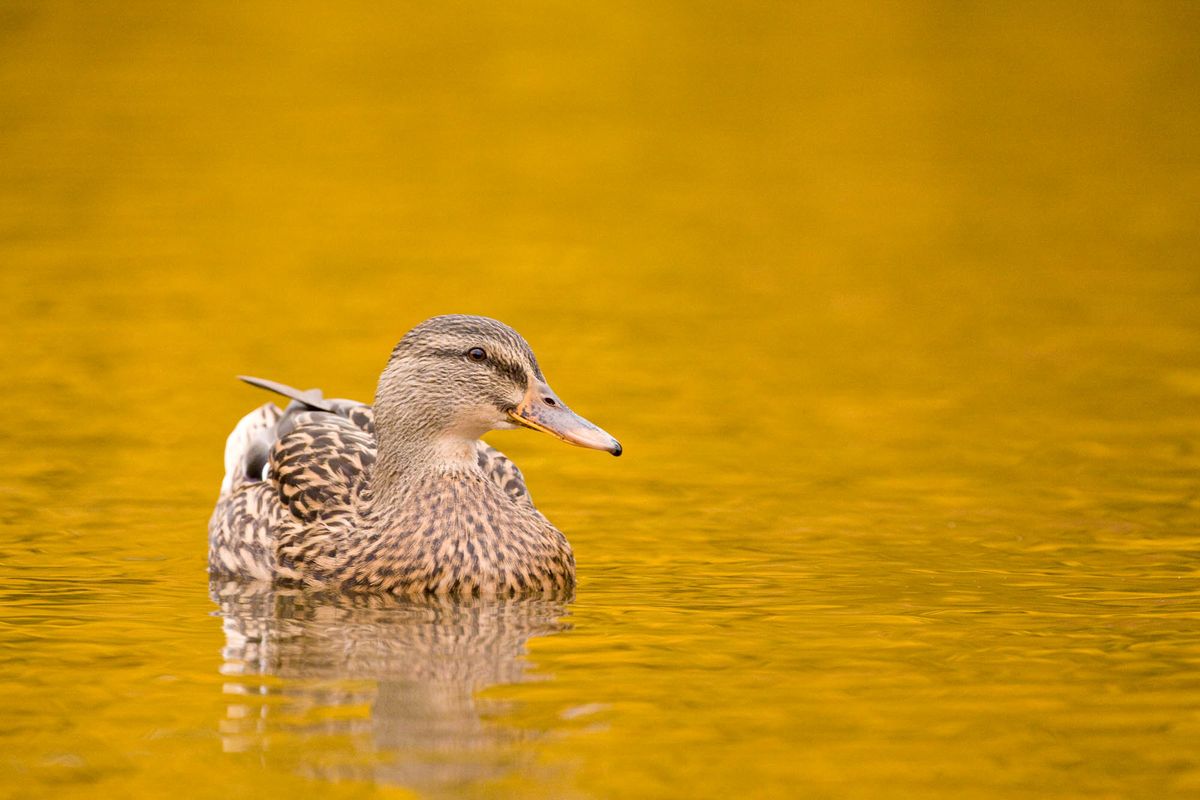 Autumn Wildlife Photography