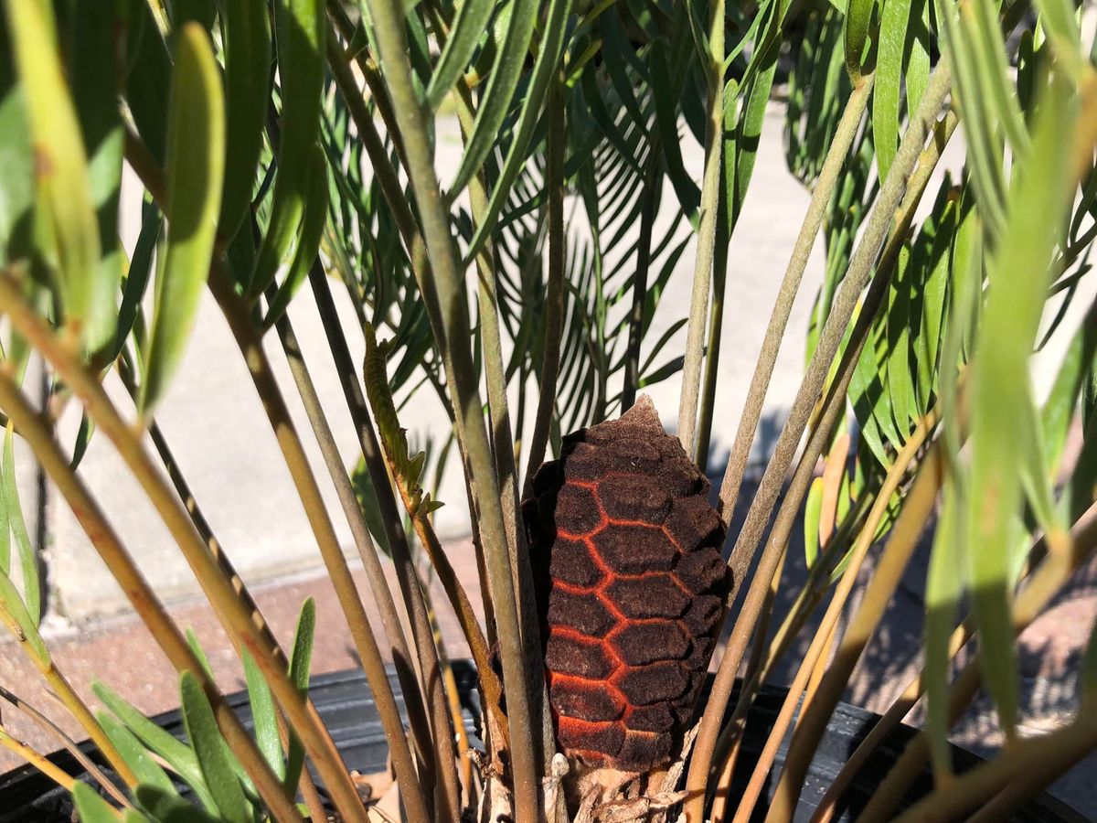 Garden Talk - Amazing Cycads