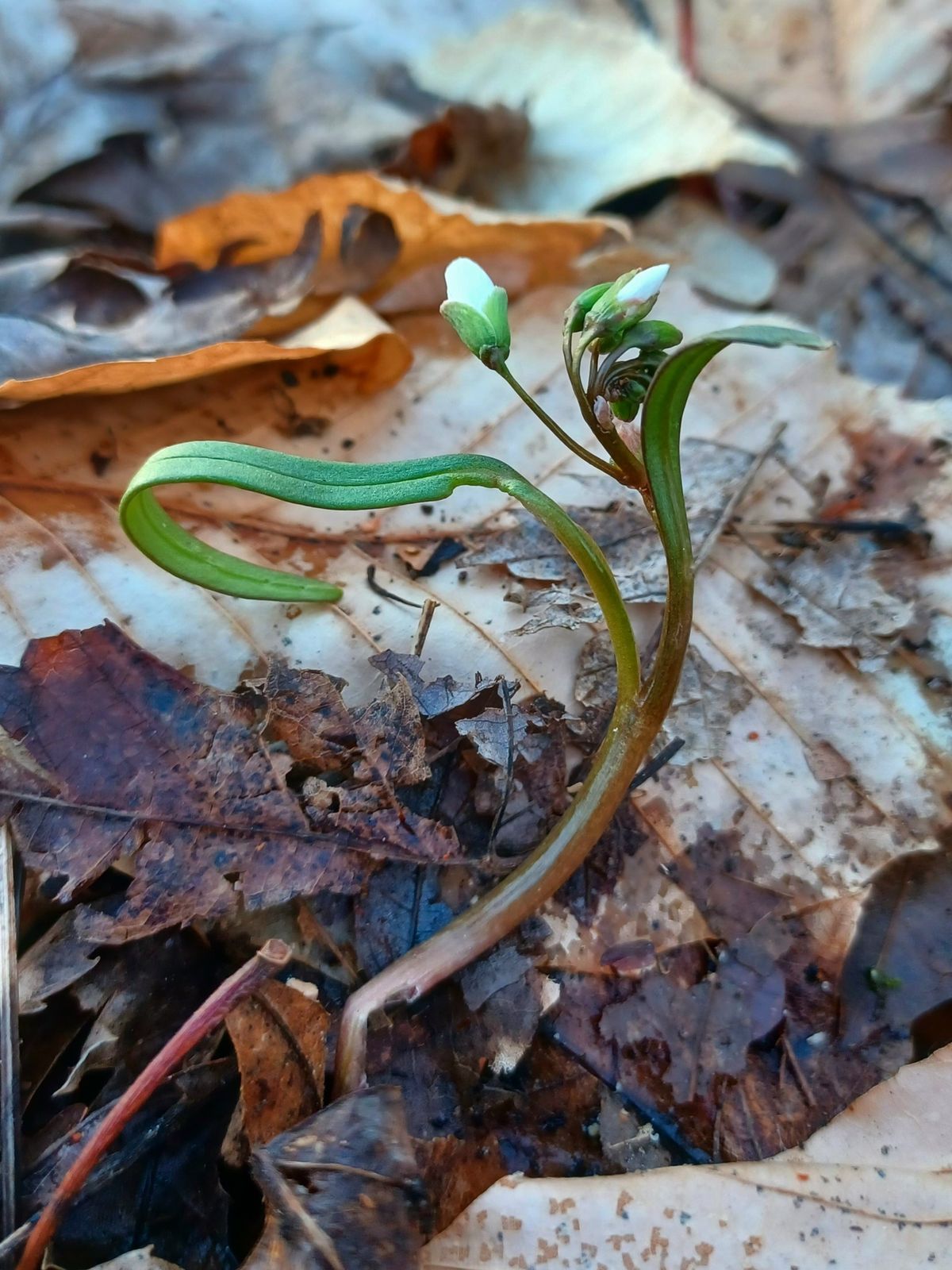 Beginning of Spring Walk