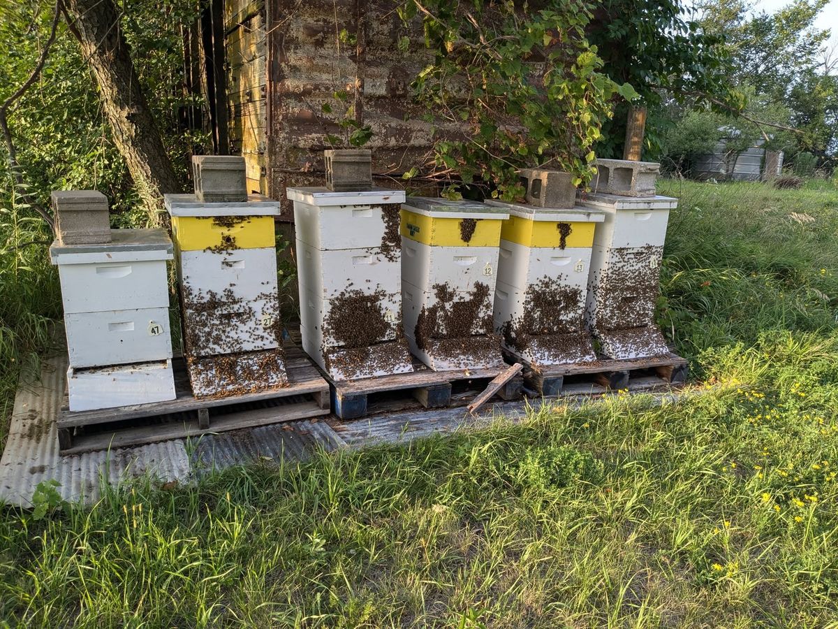 Advanced Bee Keeping Classes