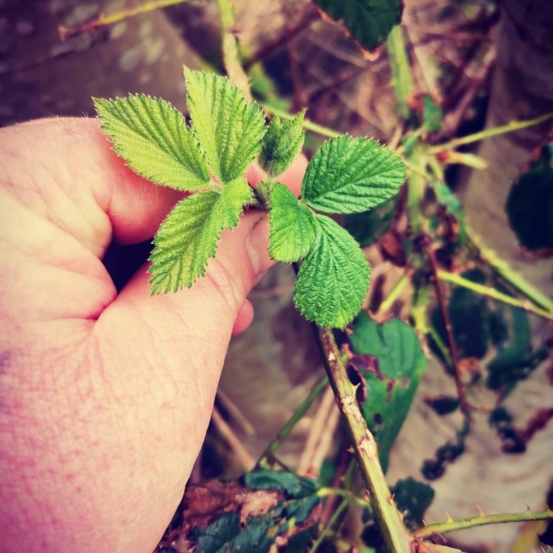 Foraging in Fermangh by Oakwood Bushcraft