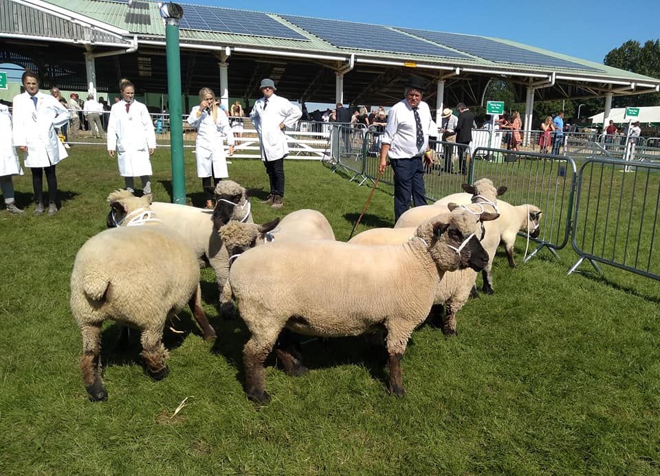 Oxford Downs at The Great Yorkshire Show