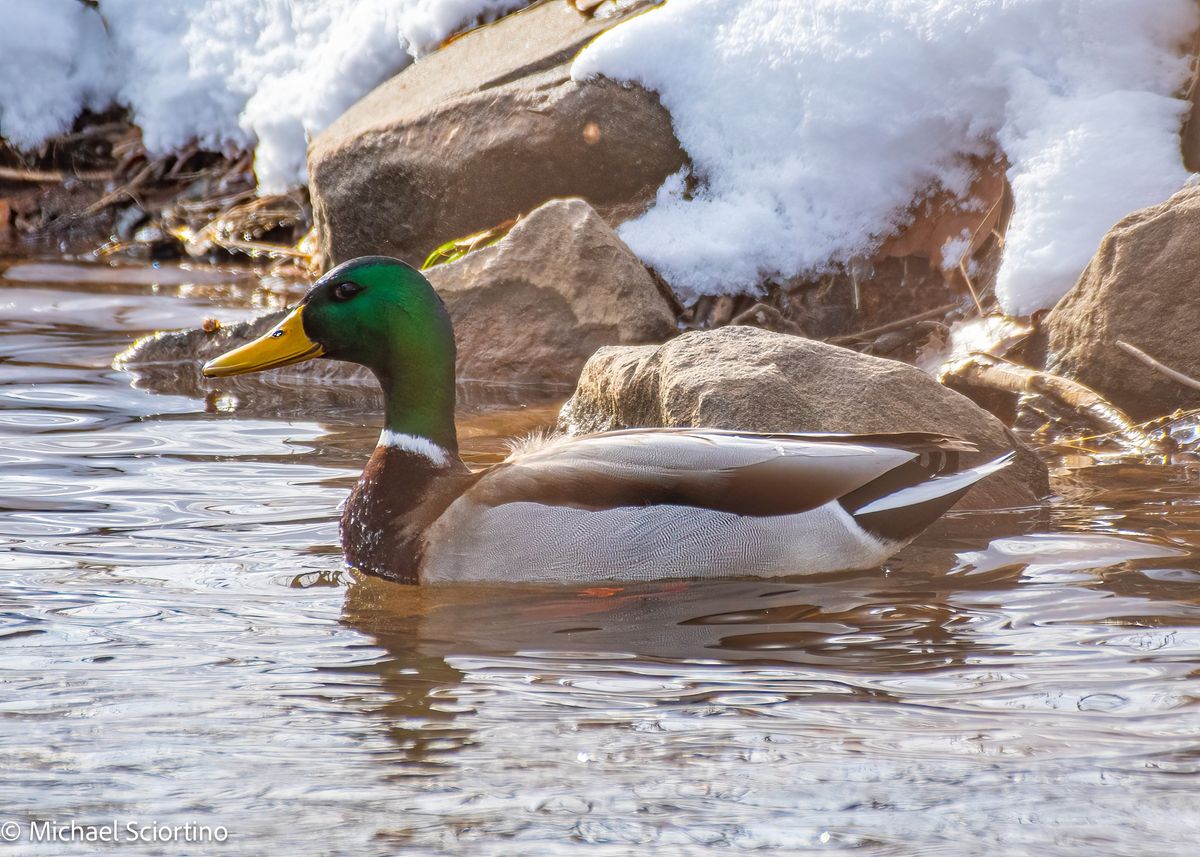 Young Birders Walk at Beaverdam Reservoir