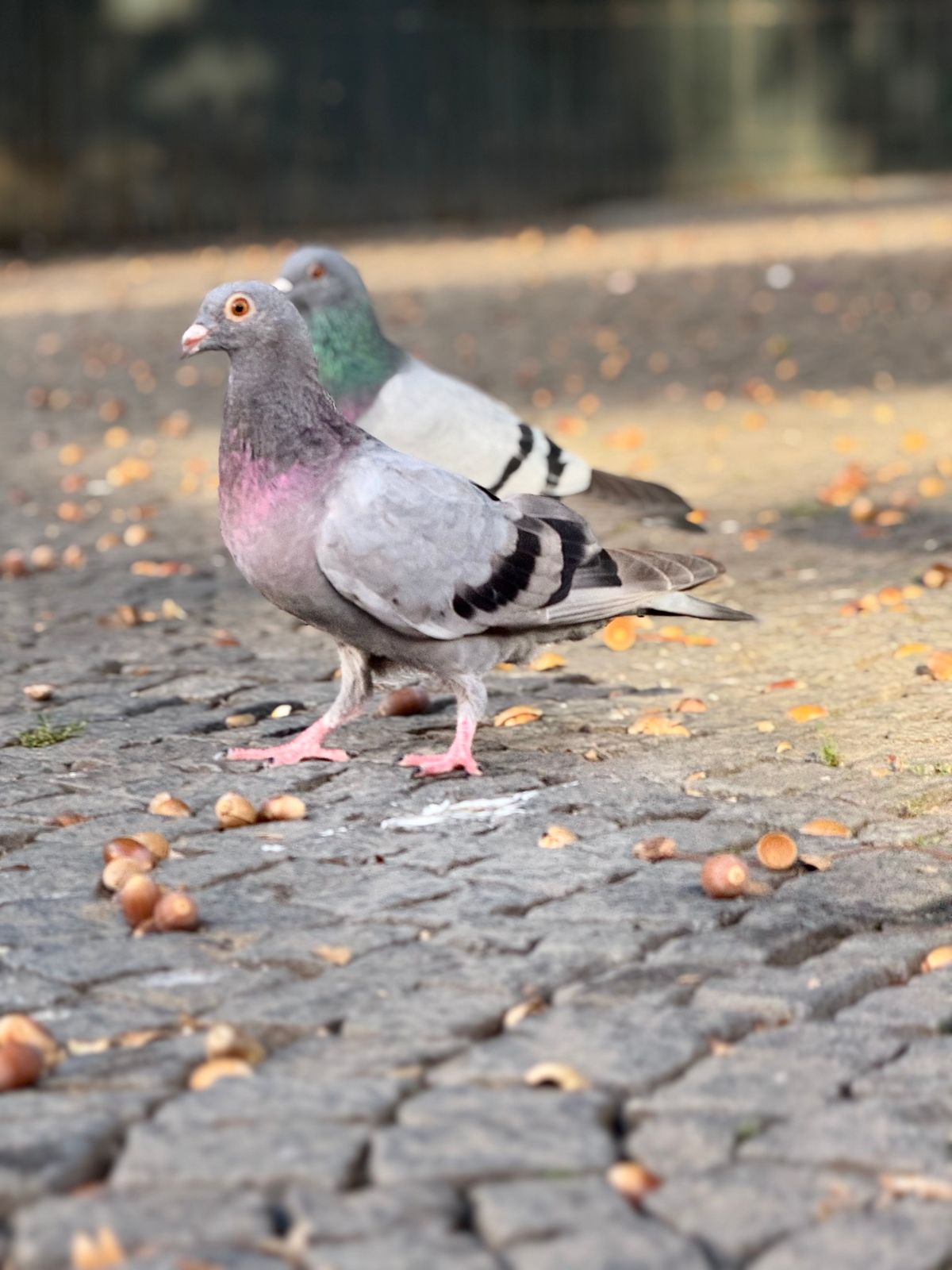 Flohmarkt f\u00fcr die Tauben auf dem Casa-Latina-Basar