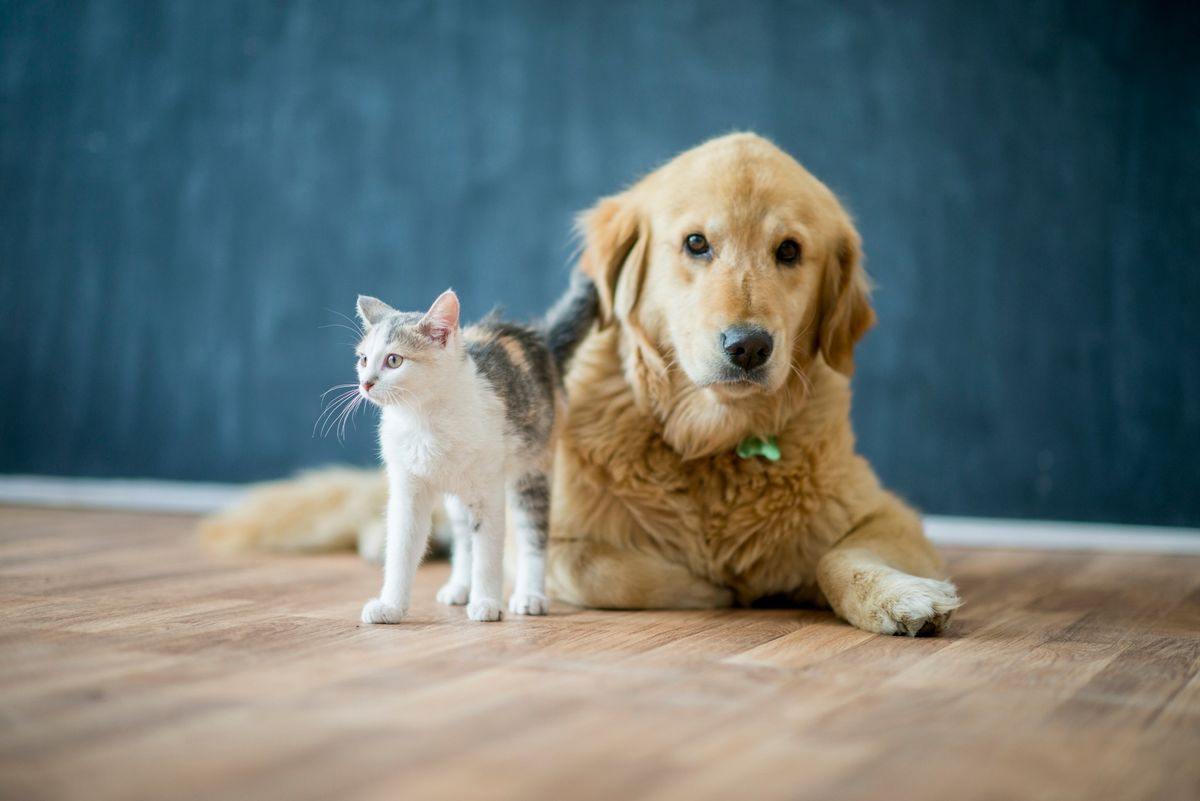 Paws and Claws Humane Society Meet & Greet