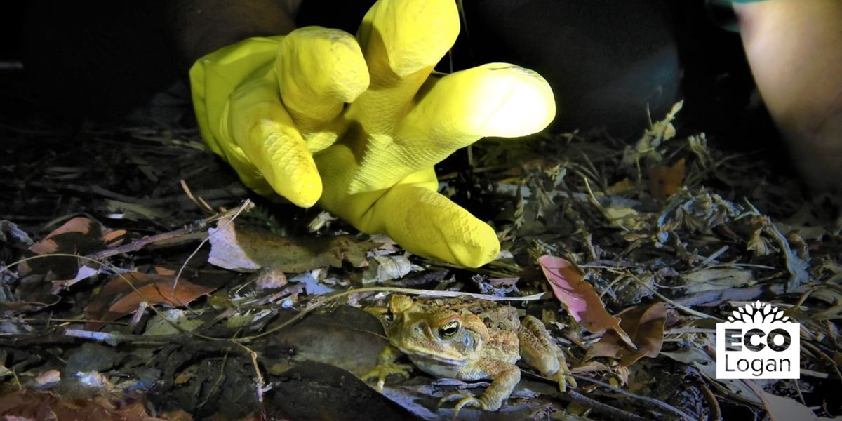 Logan City Council Toad Busting