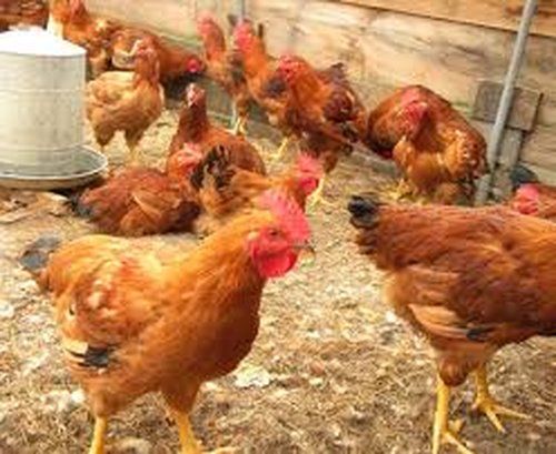 Training  on Poultry Farming For Food Security