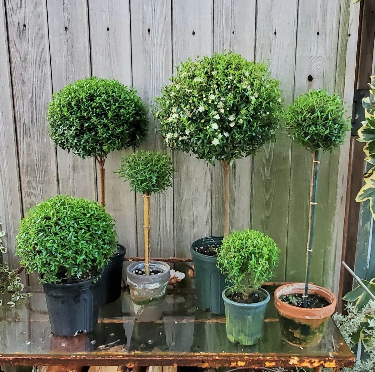 Topiary Pop-up Shop 