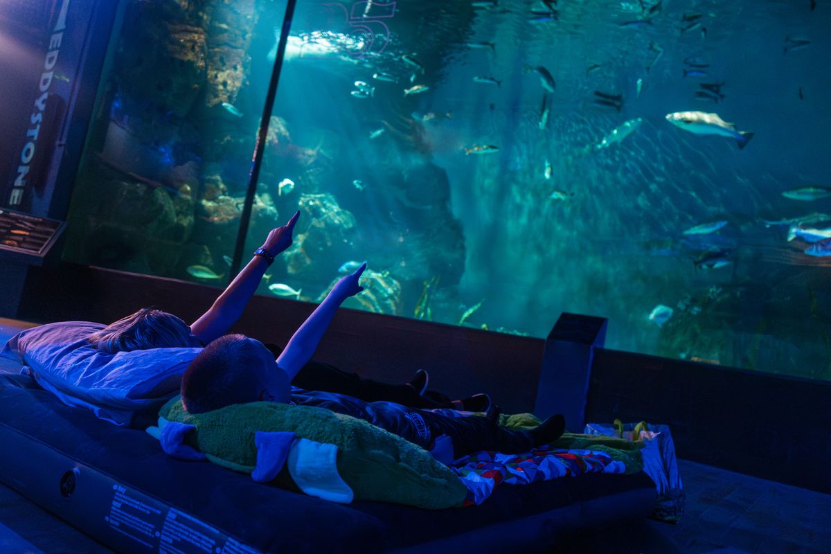 Sleeping with Sharks at the Aquarium