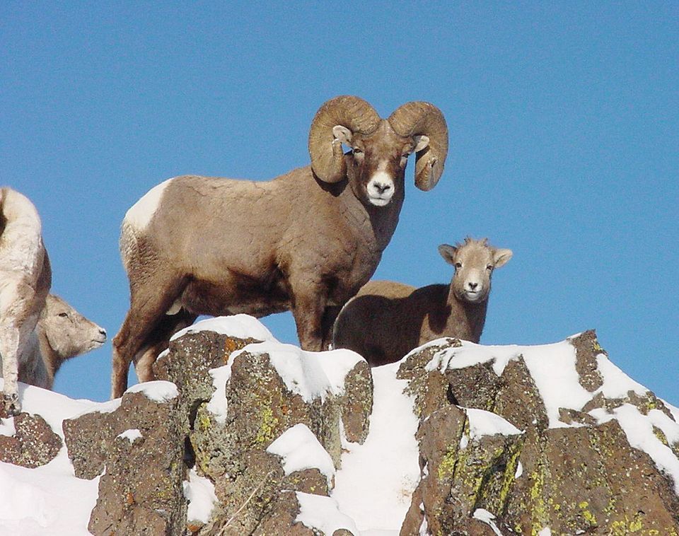 DJA Family Friendly- Rock Canyon Park Bighorn Sheep Spotting