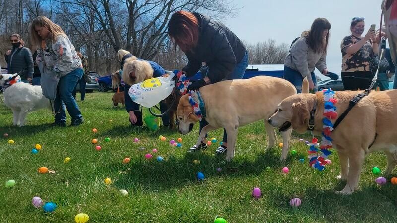 Top Dog Easter Bunny Photos\ud83d\udc30 & Kid\u2019s\/Dog Egg Hunt 