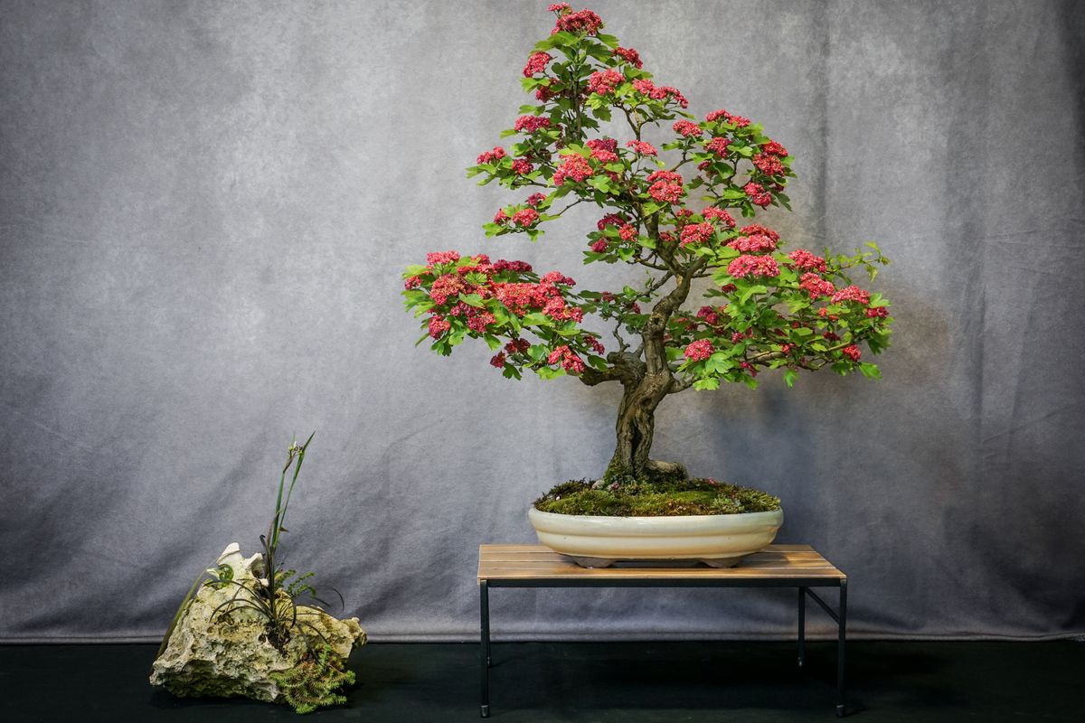 Cleveland Bonsai Club Spring Show