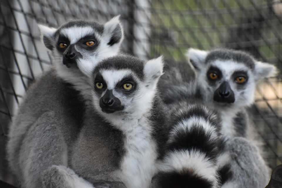 World Lemur Day Celebration!