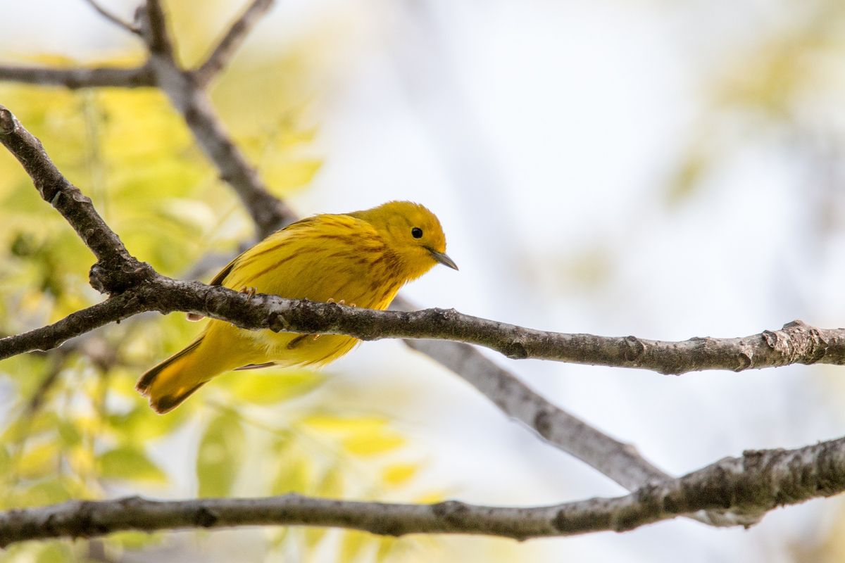 Members Program: Mike Benkis on Wildlife Photography