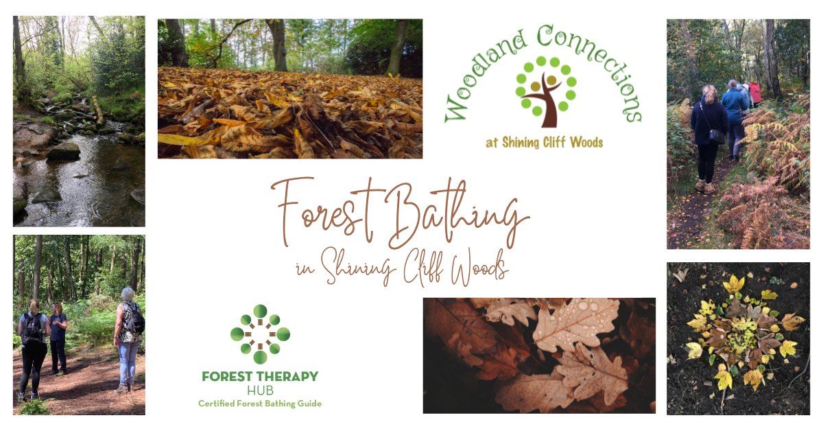 Forest Bathing Walk in Shining Cliff Woods