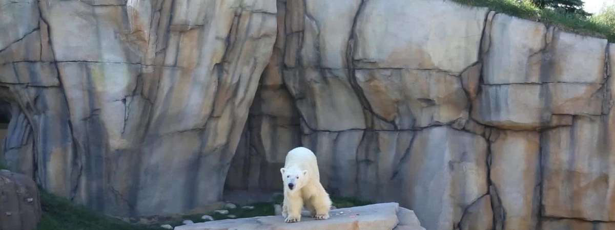 Summer Kickoff at Lincoln Park Zoo