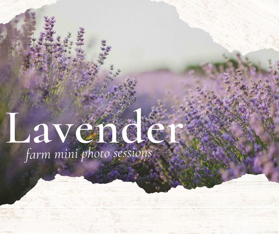 LAVENDER FARM MINI PHOTO SESSIONS