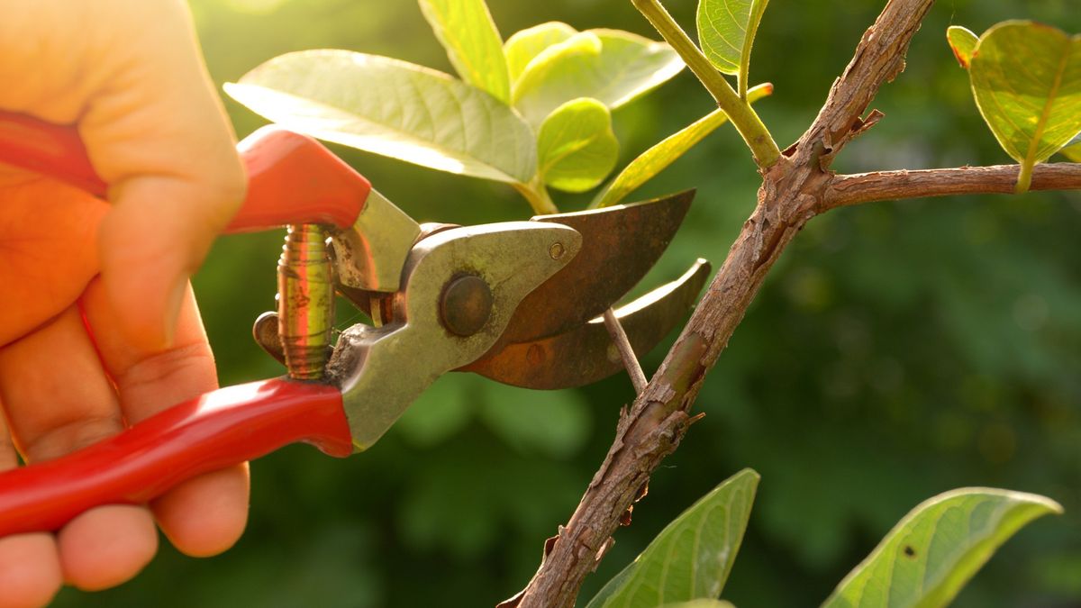 Spring Pruning