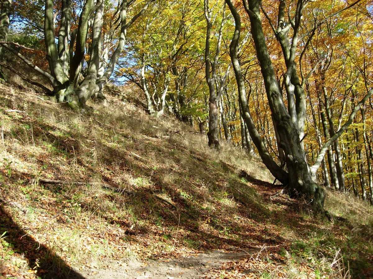 Botanische Exkursionen Rund um Zierenberg \u2013 Der Hohe D\u00f6rnberg im Herbstgewand