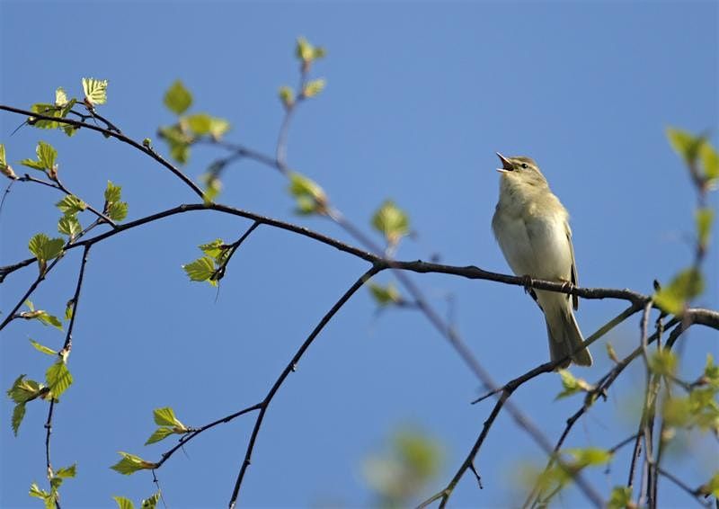 Great Fen Dawn Chorus Guided Walk