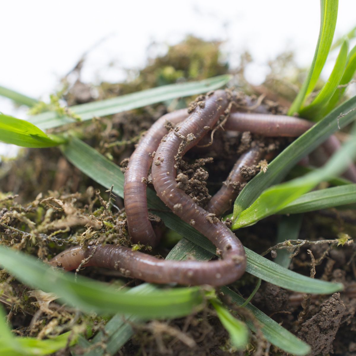 The Worms Beneath our Feet and Our Worm Bins: Kris LaMar, Master Gardener