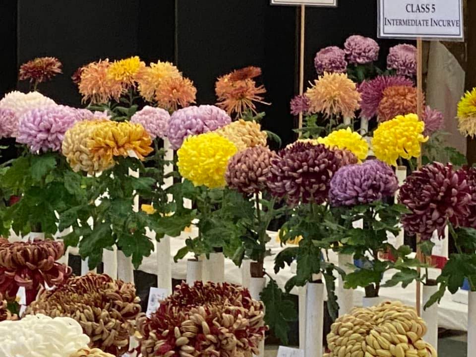 Sacramento Chrysanthemum Show - 77th Annual