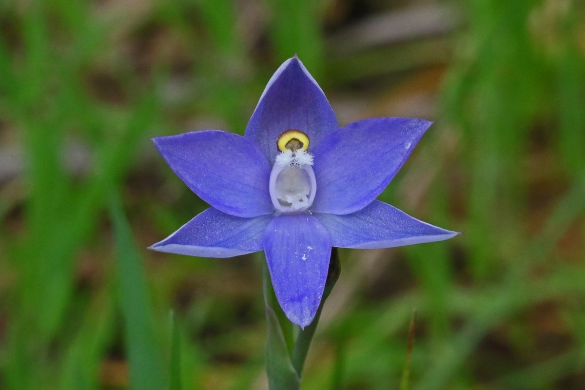 Orchids and Wildflowers in Yarran Dheran with Tony Slater 