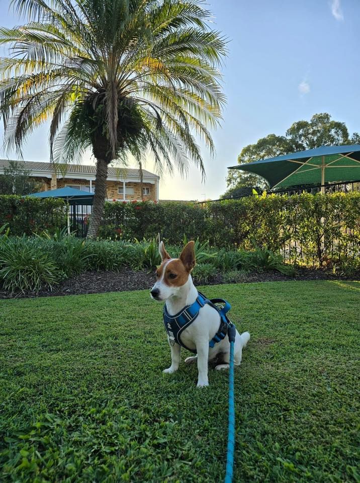 Jack Russells meet up