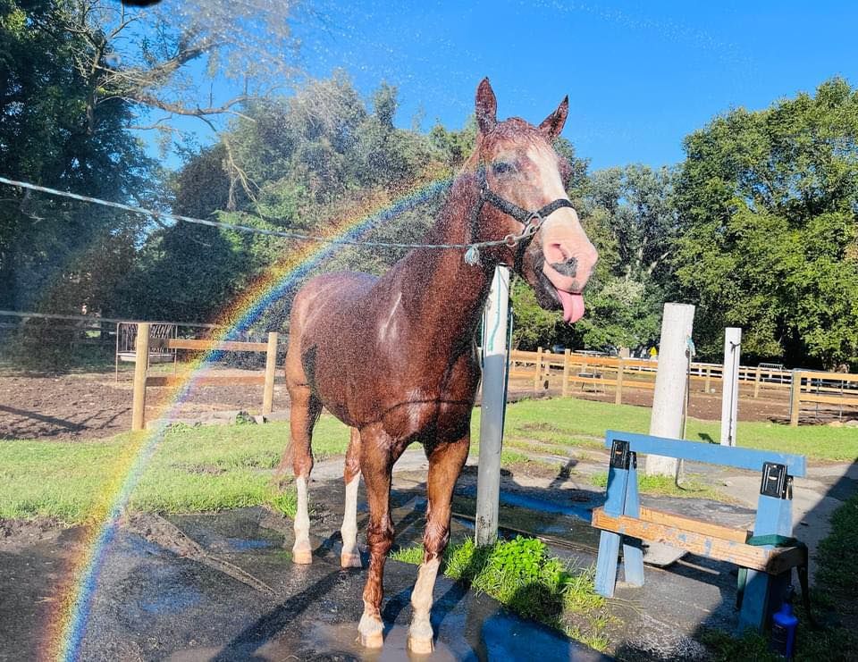 NYS 4-H Horse Communications 