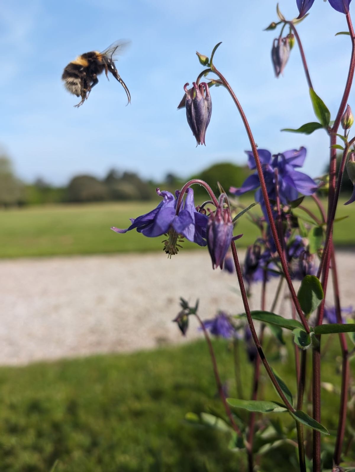 Brilliant Bees talk