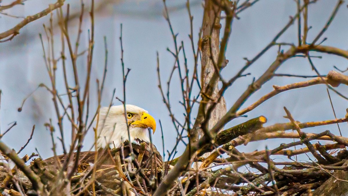 Eagle Hike