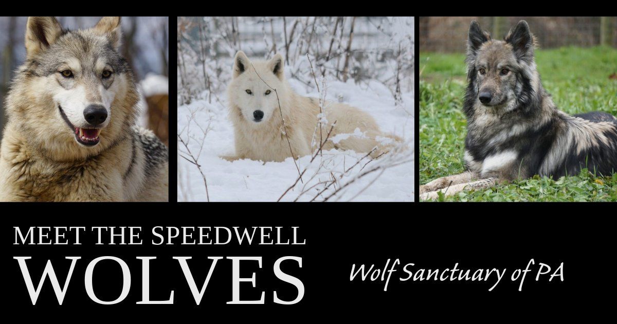 Meet the Speedwell Wolves