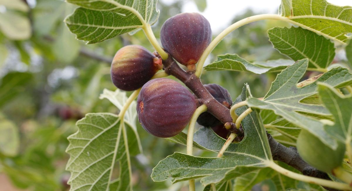 Fig Propagation Workshop at Food Love Farm