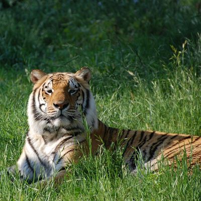 Tiger Creek Animal Sanctuary