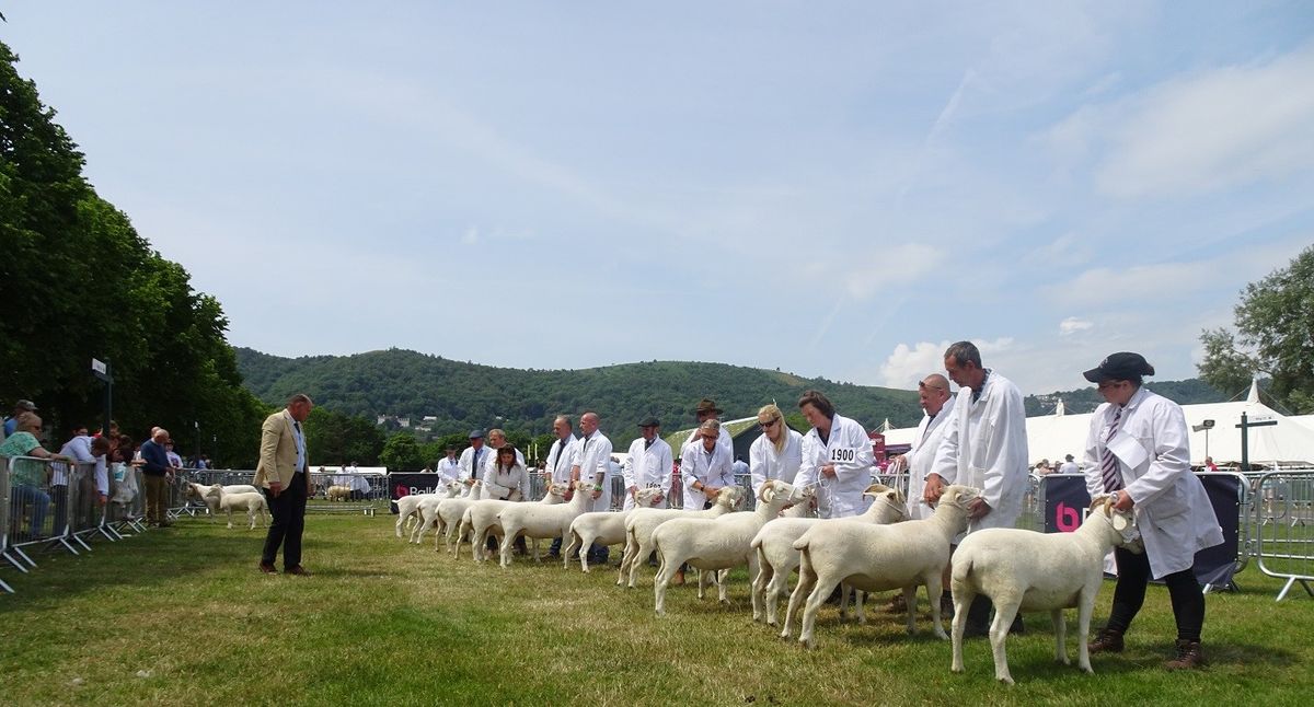 North Wales Show & Sale