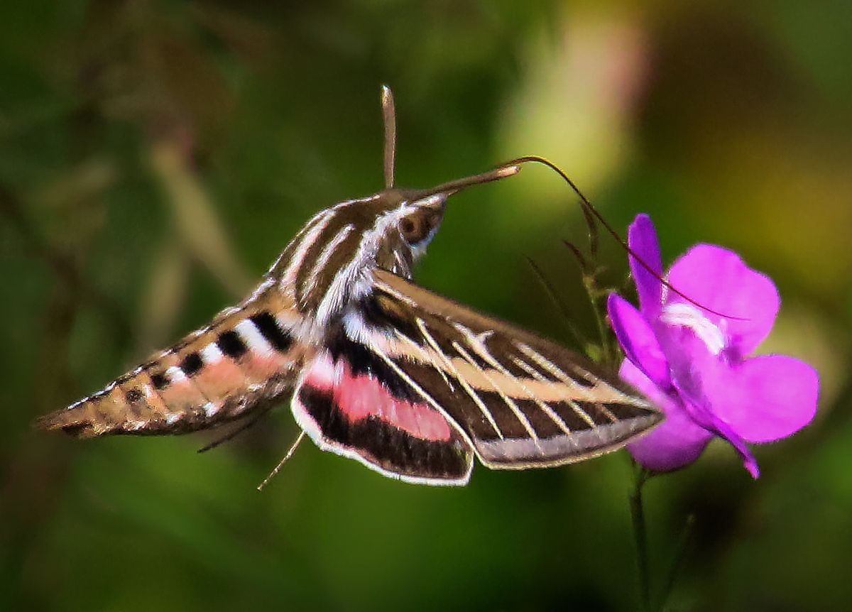 Bilingual Moth Outing: Latino Conservation Week!