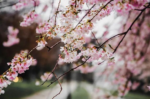 Cherry Blossom Paint Night