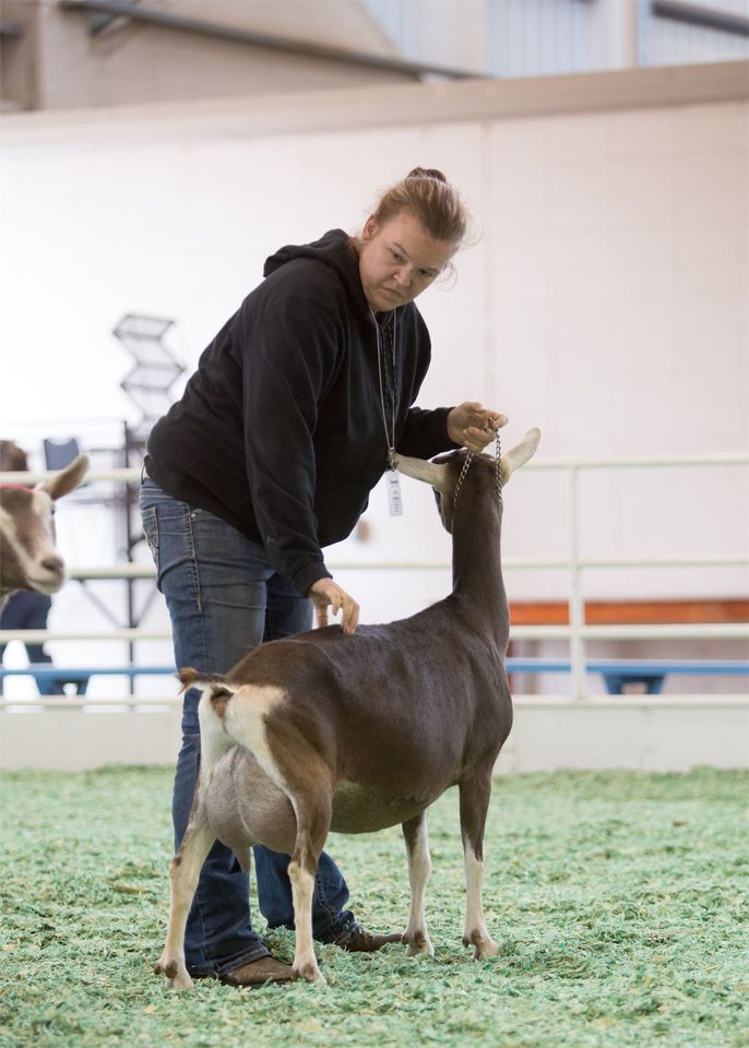 Open Dairy Goat Show