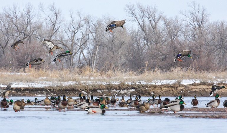 Freeborn County Delta Waterfowl Banquet