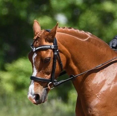 Ballarat Pony Club Show 