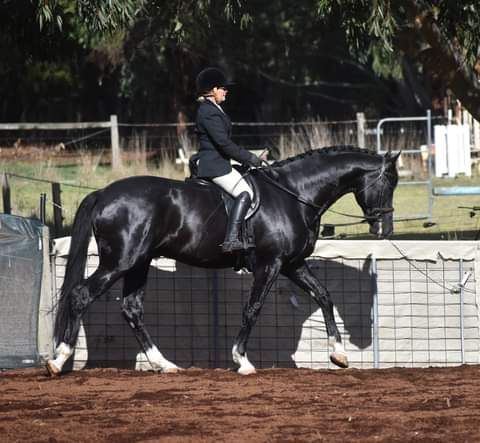 Winmallee Warmbloods & Classical Dressage Clinic