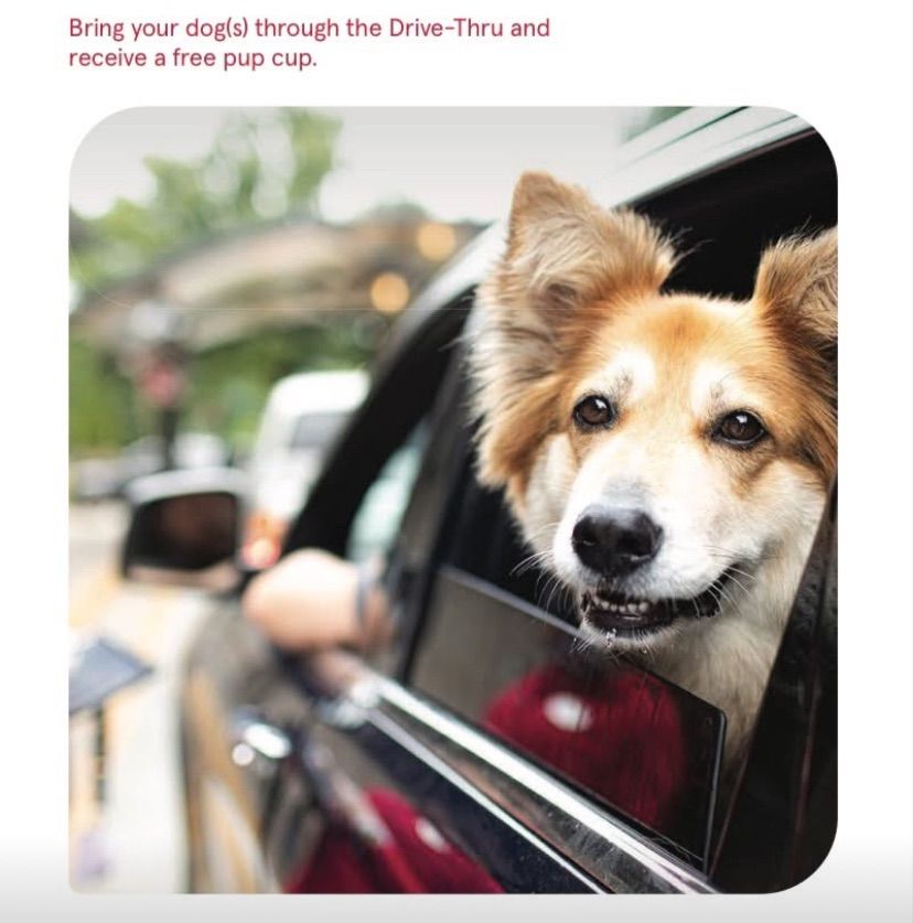 Dogs in the Drive-thru  