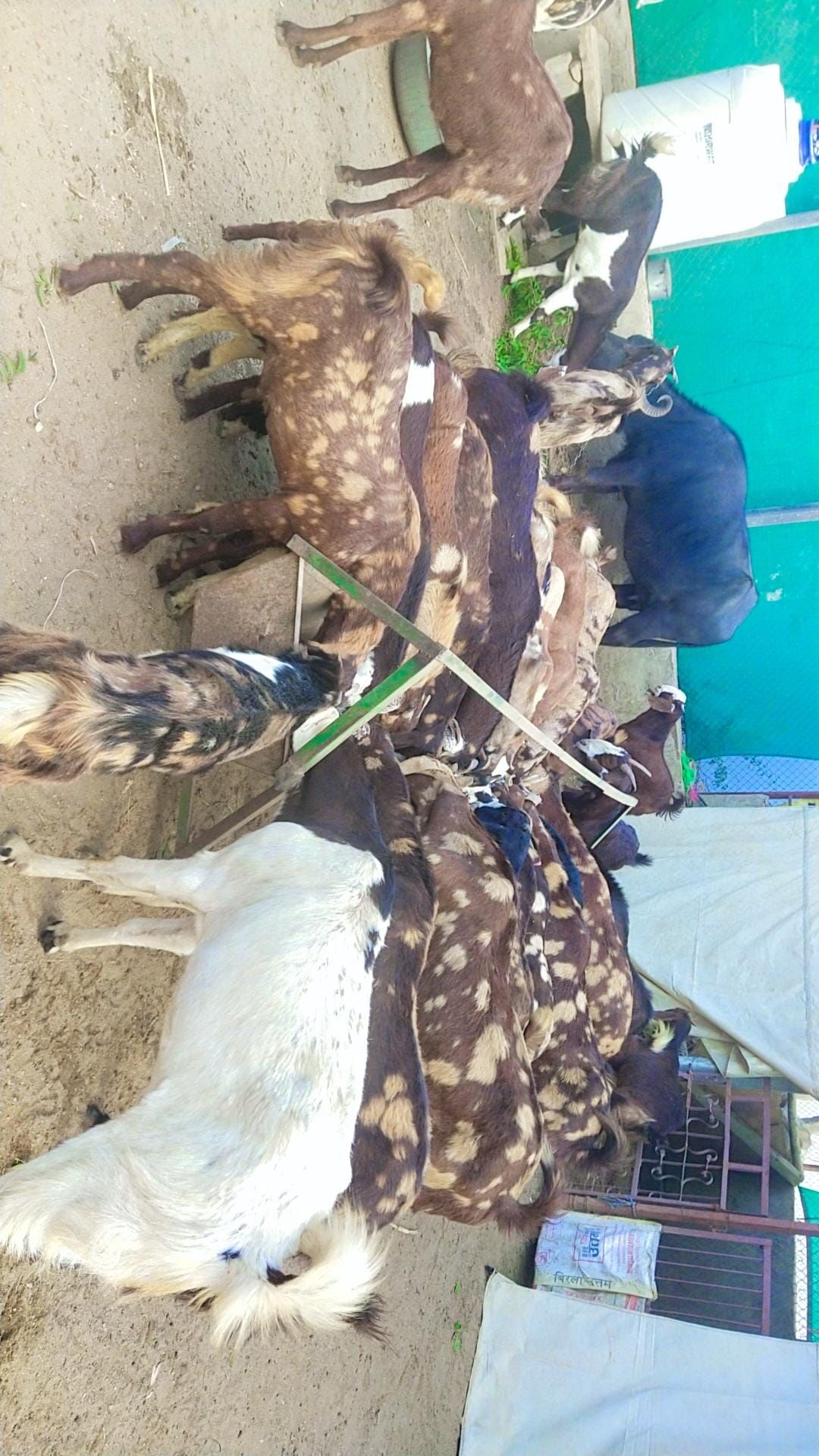 Kgf goat farm ajmer 