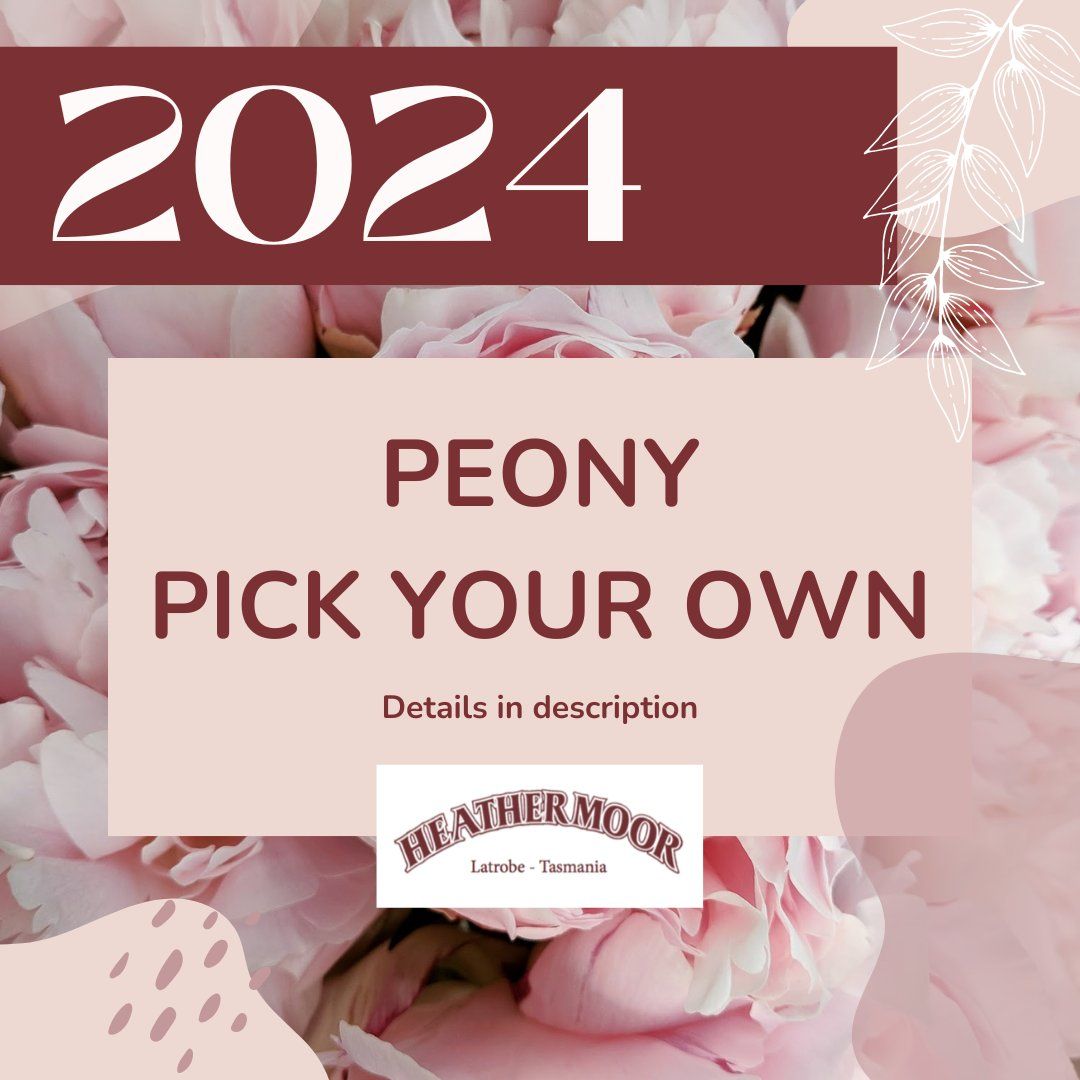 2024 PEONY PICK YOUR OWN @ Heathermoor Peonies 