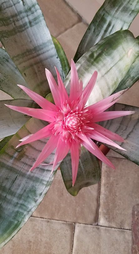 Caloosahatchee Bromeliad Society Annual Plant Sale, Dec 7 & 8